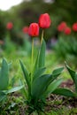 Two red tulips Royalty Free Stock Photo