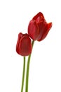 TWO RED TULIPS Royalty Free Stock Photo