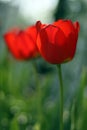 Two red tulips Royalty Free Stock Photo