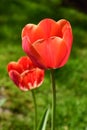 Two red tulips on a background of green grass. Close-up. Royalty Free Stock Photo