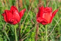 Dew drops on two red tulips Royalty Free Stock Photo