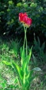 Two red tulips entwined on green blurred background. Royalty Free Stock Photo