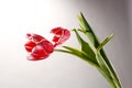 Two red tulips on gray background Royalty Free Stock Photo