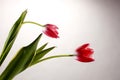 Two red tulips on gray background Royalty Free Stock Photo