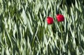 Two red tulips - RAW format Royalty Free Stock Photo
