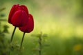 Two red tulips on green background Royalty Free Stock Photo