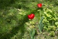 Two red tulips on green grass. Royalty Free Stock Photo