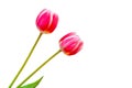 Two red tulips isolated Royalty Free Stock Photo