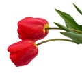 Two red tulips Royalty Free Stock Photo