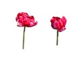 Two red tulips Royalty Free Stock Photo