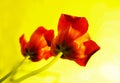 Two red tulips on isolated yellow background Royalty Free Stock Photo