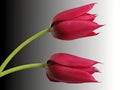 Two red tulips Royalty Free Stock Photo