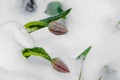 Two red tulips are under snow Royalty Free Stock Photo