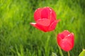 Two red Tulips under a sunny sky on green grass background