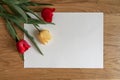 Two red tulips and 1 yellow one on a white background. Spring concept. Copy space Royalty Free Stock Photo