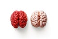 Two red and white brains on a white background, created by Generative AI