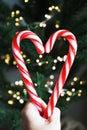 Two heart-shaped candycanes on a background of a Christmas tree