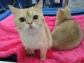 Two red and white cats on a pink Terry towel, where one is removed from the front and the other from the back