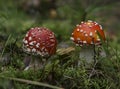 Two red-and-white fly agarics Royalty Free Stock Photo