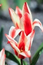 Two red and white striped tulips Royalty Free Stock Photo