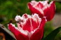 Two red and white Tulip in garden. Blurry tulips in a tulip garden. Beautiful red and white Tulip Royalty Free Stock Photo