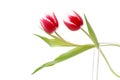 TWO RED - WHITE TULIPS Royalty Free Stock Photo