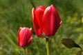 Two red & white tulips Tulipa  in a garden Royalty Free Stock Photo