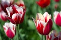 Two red and white tulips on sunny spring day, selective focus Royalty Free Stock Photo