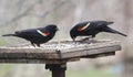 Two Red-winged Blackbirds