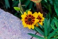 Two red and yellow daisies at the edge of the garden Royalty Free Stock Photo