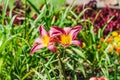 Two red and yellow flowers of daylily Royalty Free Stock Photo