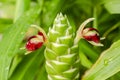 Blooming Ginger Plant