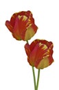 Two red and yellow Triumph tulips Tulipa Dow Jones flowers on white isolated background Royalty Free Stock Photo
