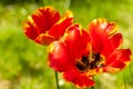 Red yellow tulip flowers on a blurred greenery background. Royalty Free Stock Photo