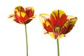 Two red yellow tulip flowers TÃÂºlipa on white isolated background Royalty Free Stock Photo