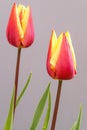 Two red yellow tulips on a gray background Royalty Free Stock Photo