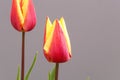 Two red yellow tulips on a gray background Royalty Free Stock Photo