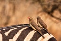 Two redbilled oxpeckers Royalty Free Stock Photo