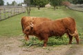 Two redheads and cows in a large enclosure eat young green shoots of corn