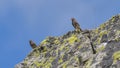 Two redstart chimney sweeps on top of the rock Royalty Free Stock Photo