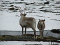 Two reindeer Royalty Free Stock Photo