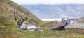 Two reindeer resting at night in front of Longyearbyen, Svalbard, Arctic Royalty Free Stock Photo