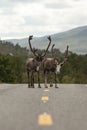 Two reindeer are standing on the road with nature background. Norway reindeer with large antlers.