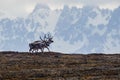 Two reindeer, on the tundra north of Svalbard in the Arctic Royalty Free Stock Photo