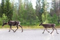 Mother and baby reindeer on the road in Lapland, Finland Royalty Free Stock Photo