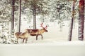 Two reindeer in snow covered forest Royalty Free Stock Photo