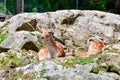 Two Spotted Fallow Deer Royalty Free Stock Photo