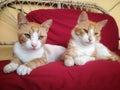 Two Relaxed Ginger Cats Resting on a Red Sofa Royalty Free Stock Photo