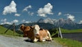 Alpine Cows, Kitzbuheler Alpen, Tirol, Austria