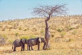 Two resting African elephants Royalty Free Stock Photo